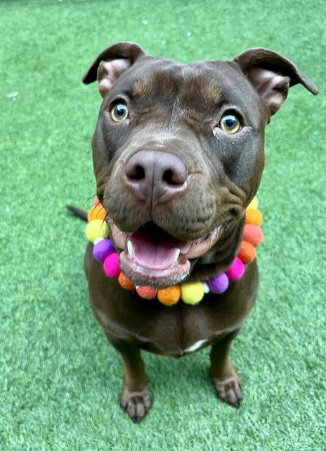 Enlarge LOLA, a Adoptable Pit Bull Terrier in San Francisco, CA image 1/1