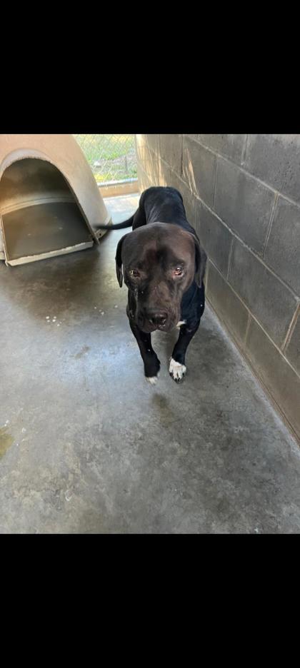 Enlarge Buster Scruggs, a Adoptable mixed breed in Moultrie, GA image 1/1
