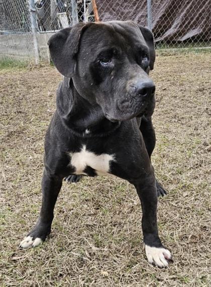 Buster Scruggs, Adoptable, Adult Male Pit Bull Terrier & Mixed Breed.