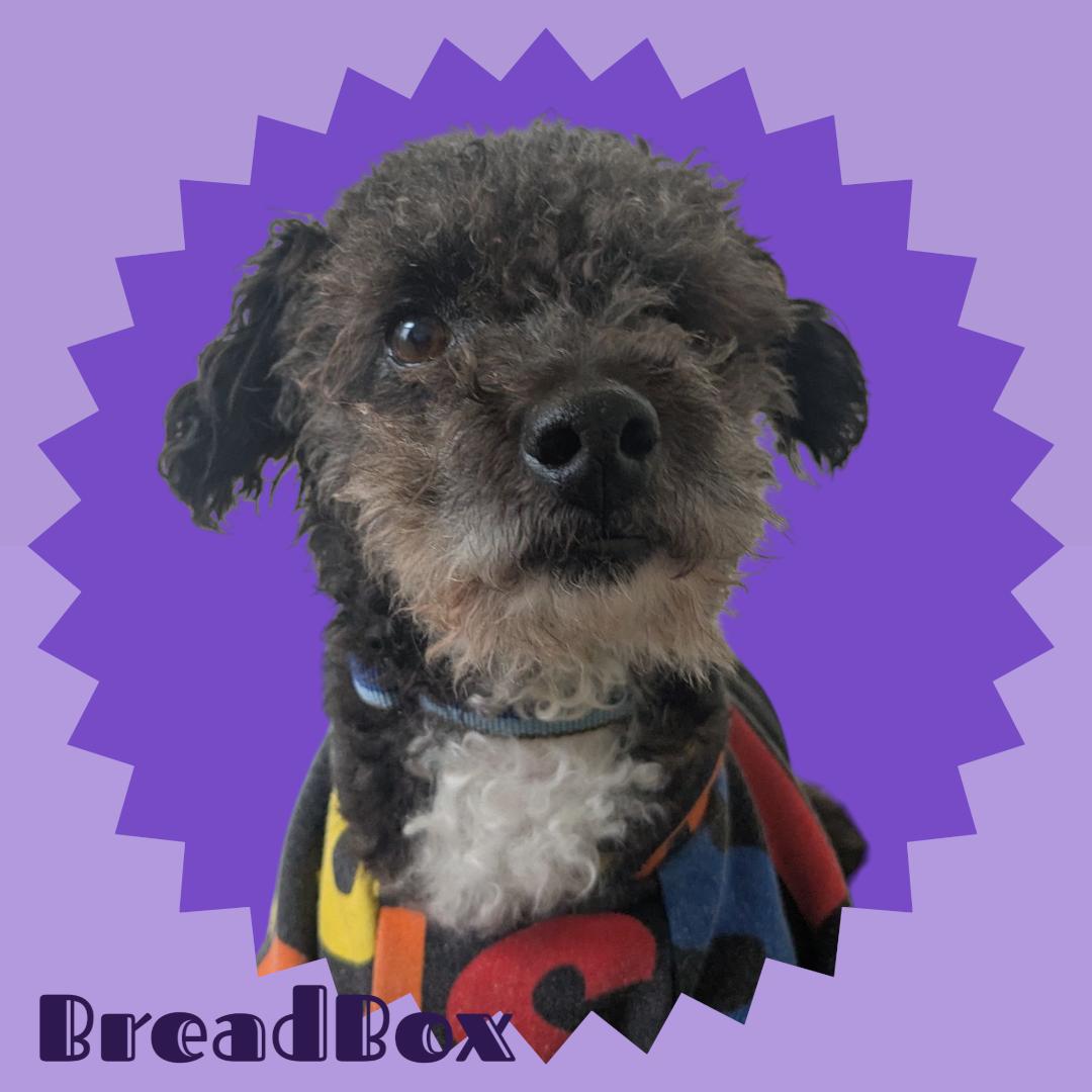 Enlarge Breadbox - In Foster, a ADOPTABLE mixed breed in Manchester, NH image 1/1