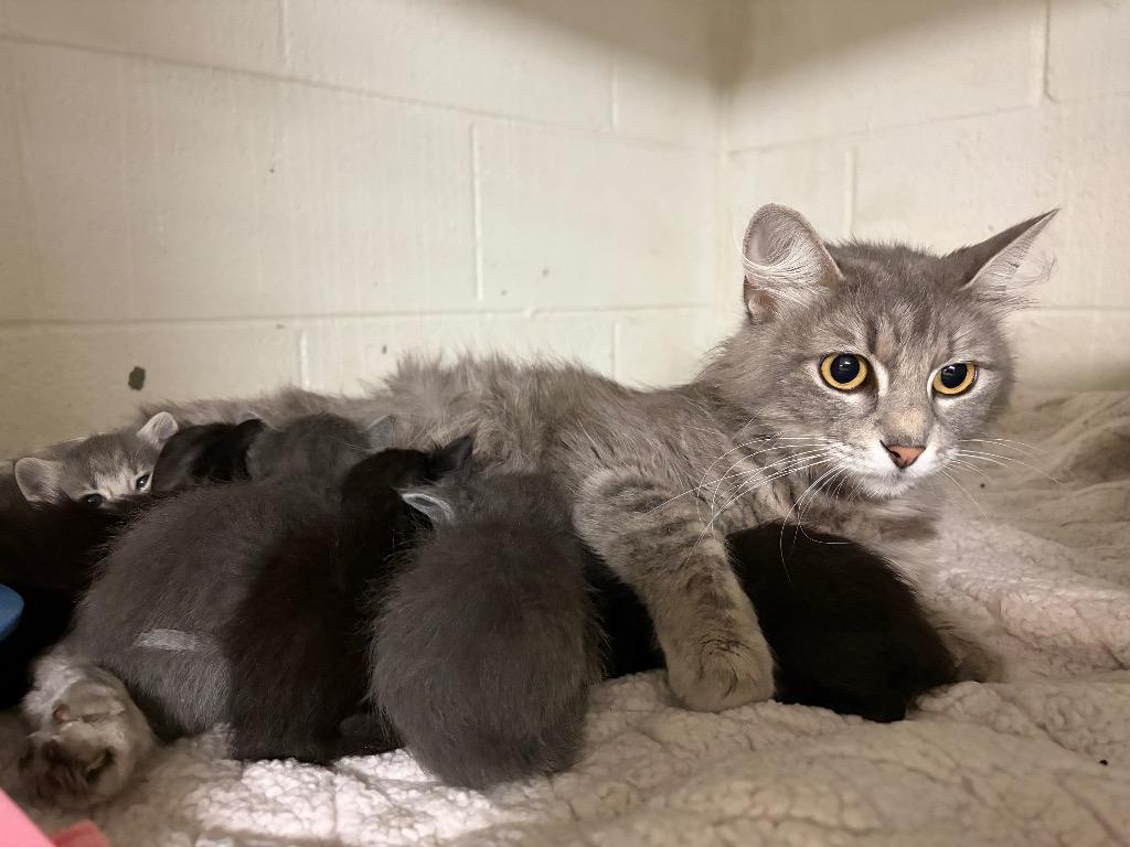 Sabine, Adoptable, Young Female Domestic Medium Hair.