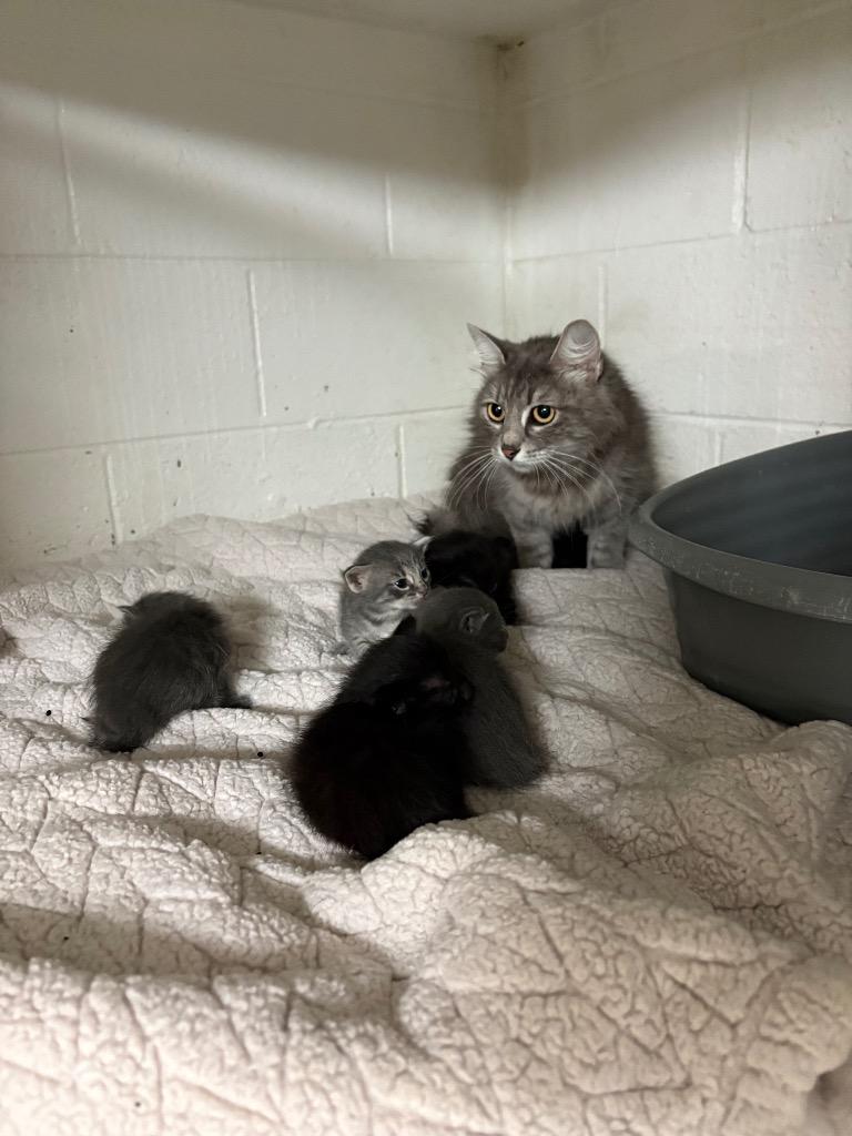 Enlarge Sabine, a Adoptable mixed breed in Ada, OK image 2/2