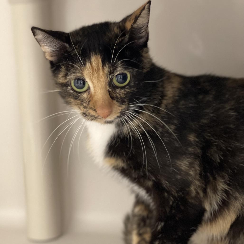 Enlarge Tessa, a Adoptable Domestic Short Hair in Sarasota, FL image 1/1