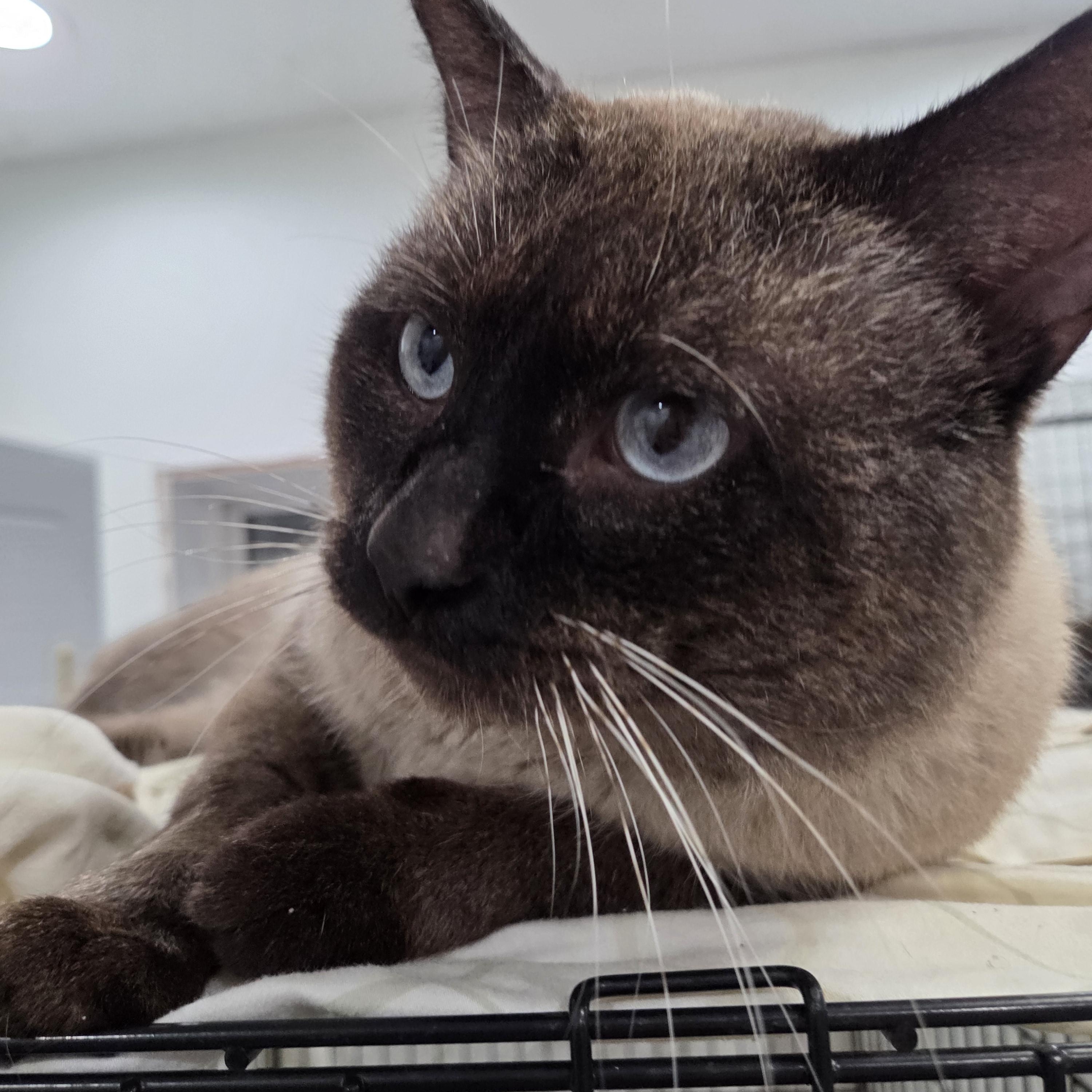 Enlarge Henry, a ADOPTABLE Siamese in Columbia, MO image 5/5