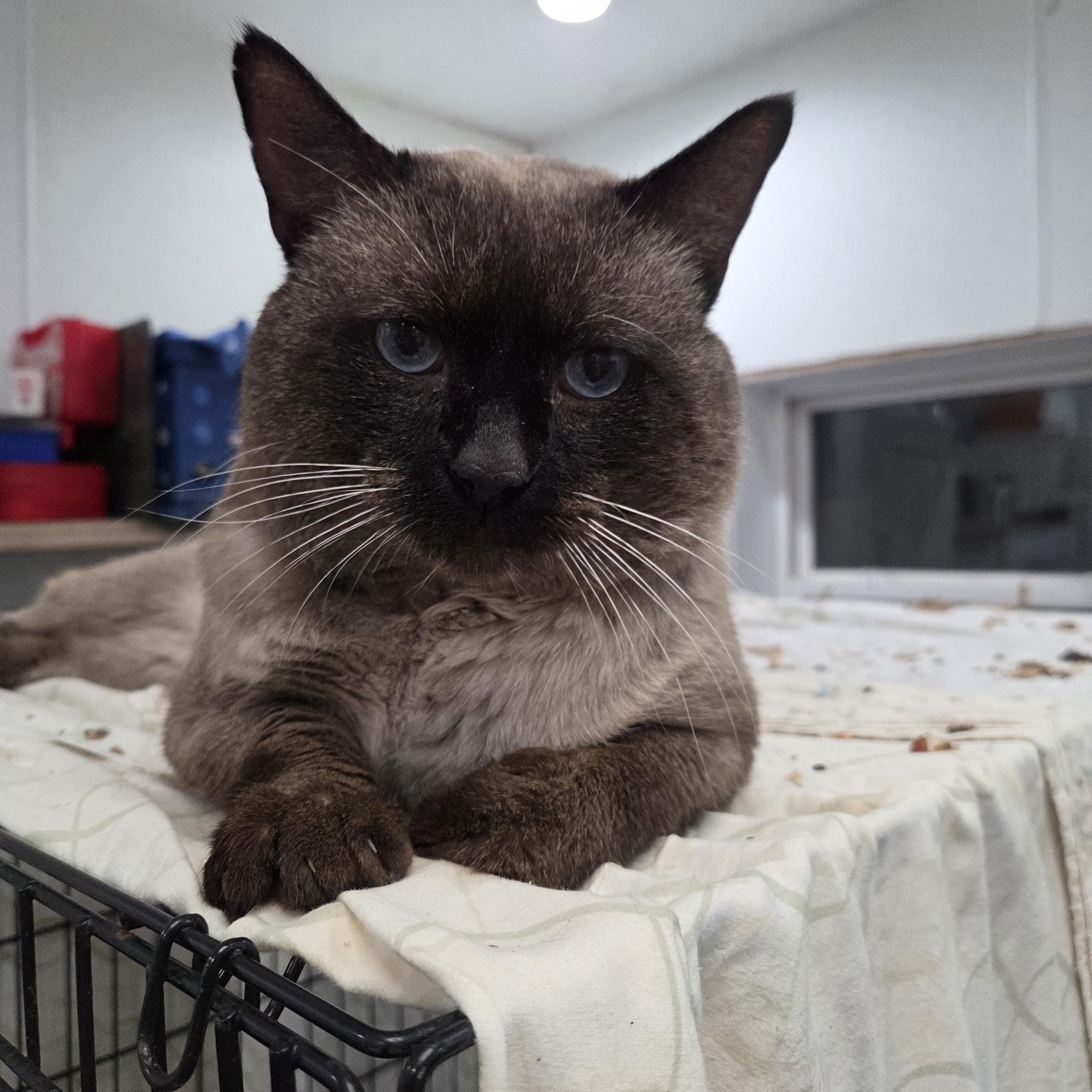 Enlarge Henry, a ADOPTABLE Siamese in Columbia, MO image 4/5