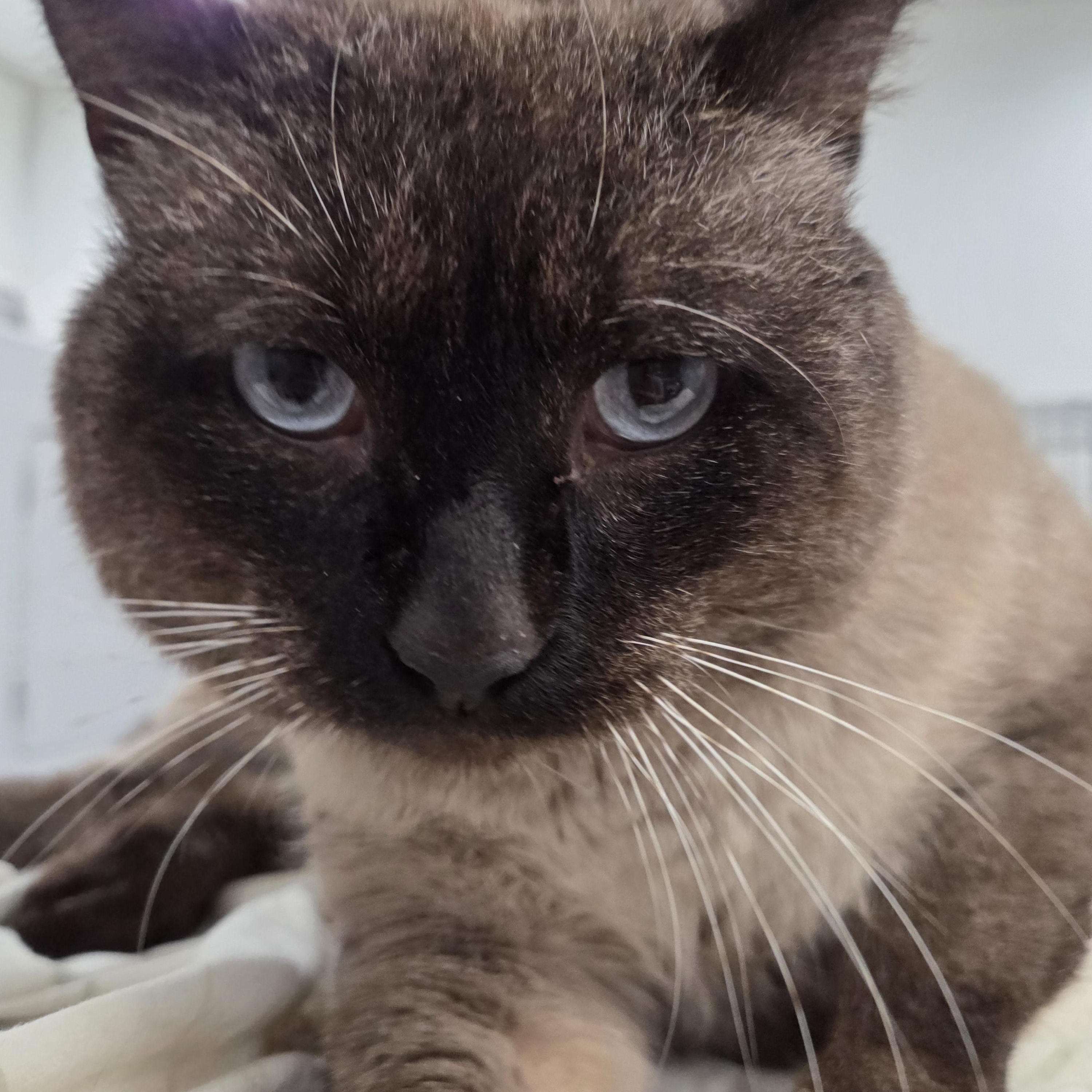 Enlarge Henry, a ADOPTABLE Siamese in Columbia, MO image 2/5