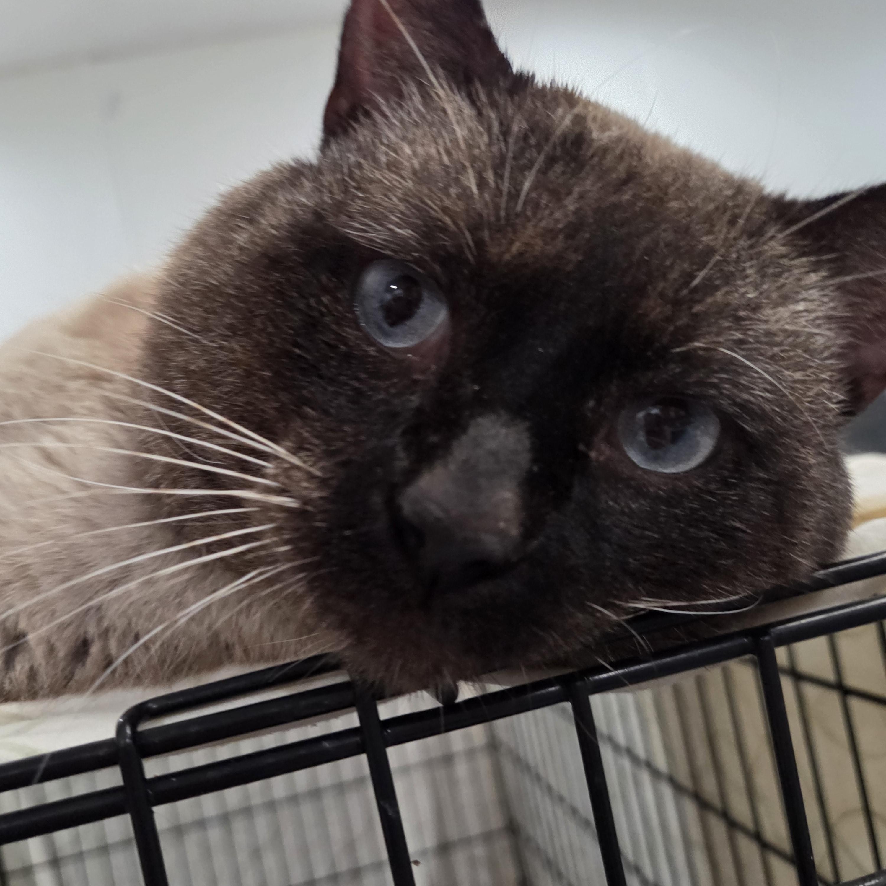 Enlarge Henry, a ADOPTABLE Siamese in Columbia, MO image 1/5