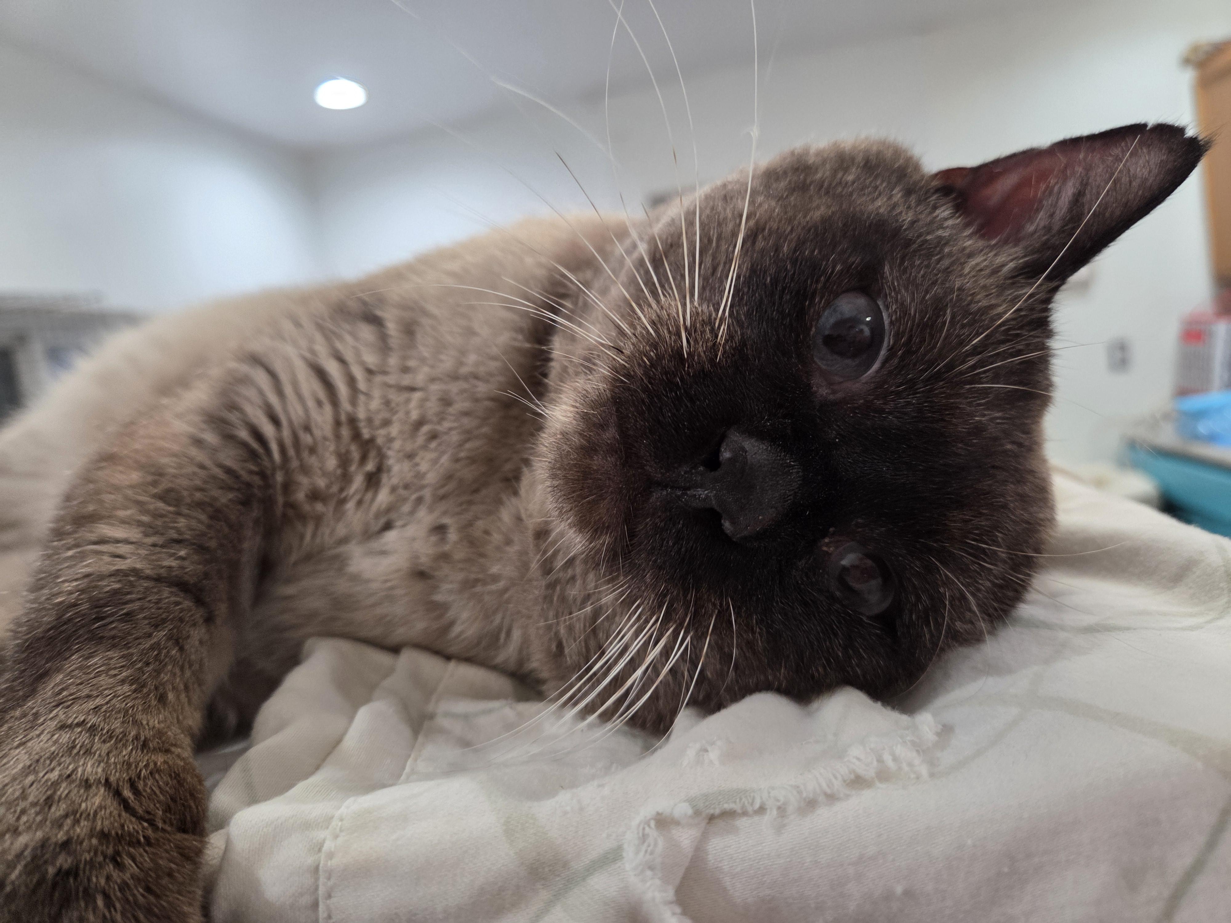 Enlarge Henry, a ADOPTABLE Siamese in Columbia, MO image 3/5