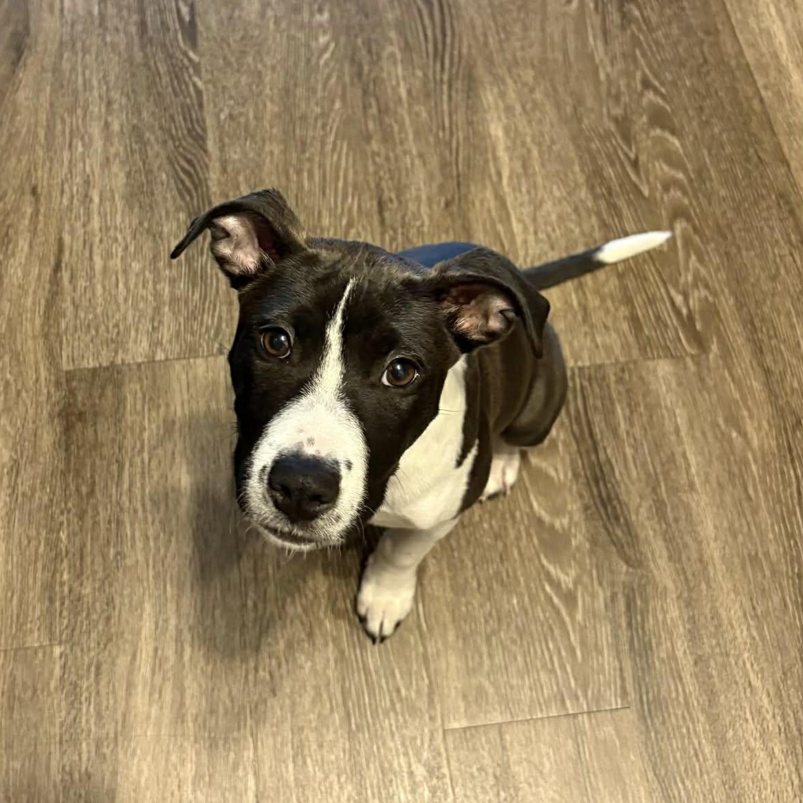 Enlarge Penelope - in foster home , an adopted Mixed Breed in Myrtle Beach, SC image 4/4