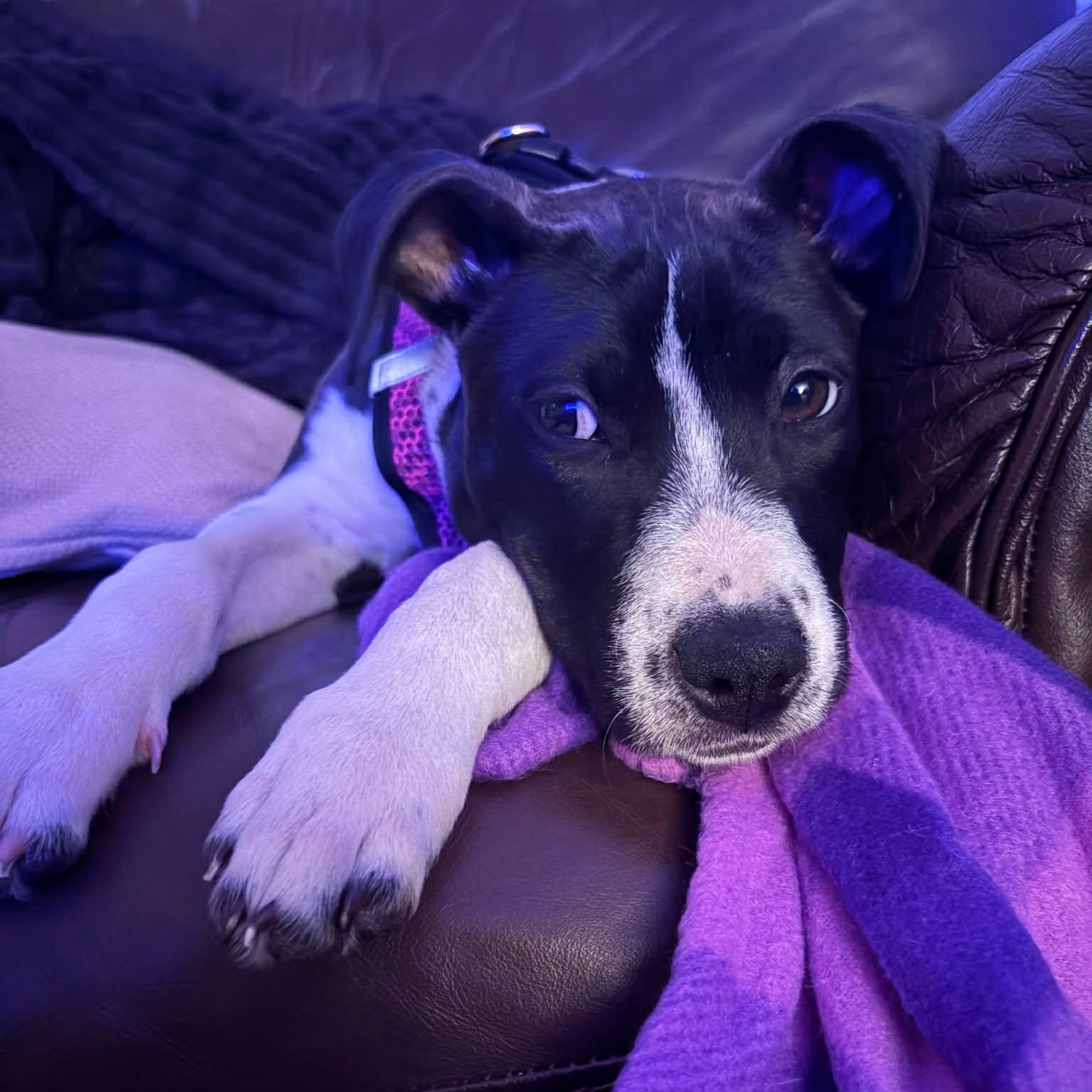 Enlarge Penelope - in foster home , an adopted Mixed Breed in Myrtle Beach, SC image 2/4