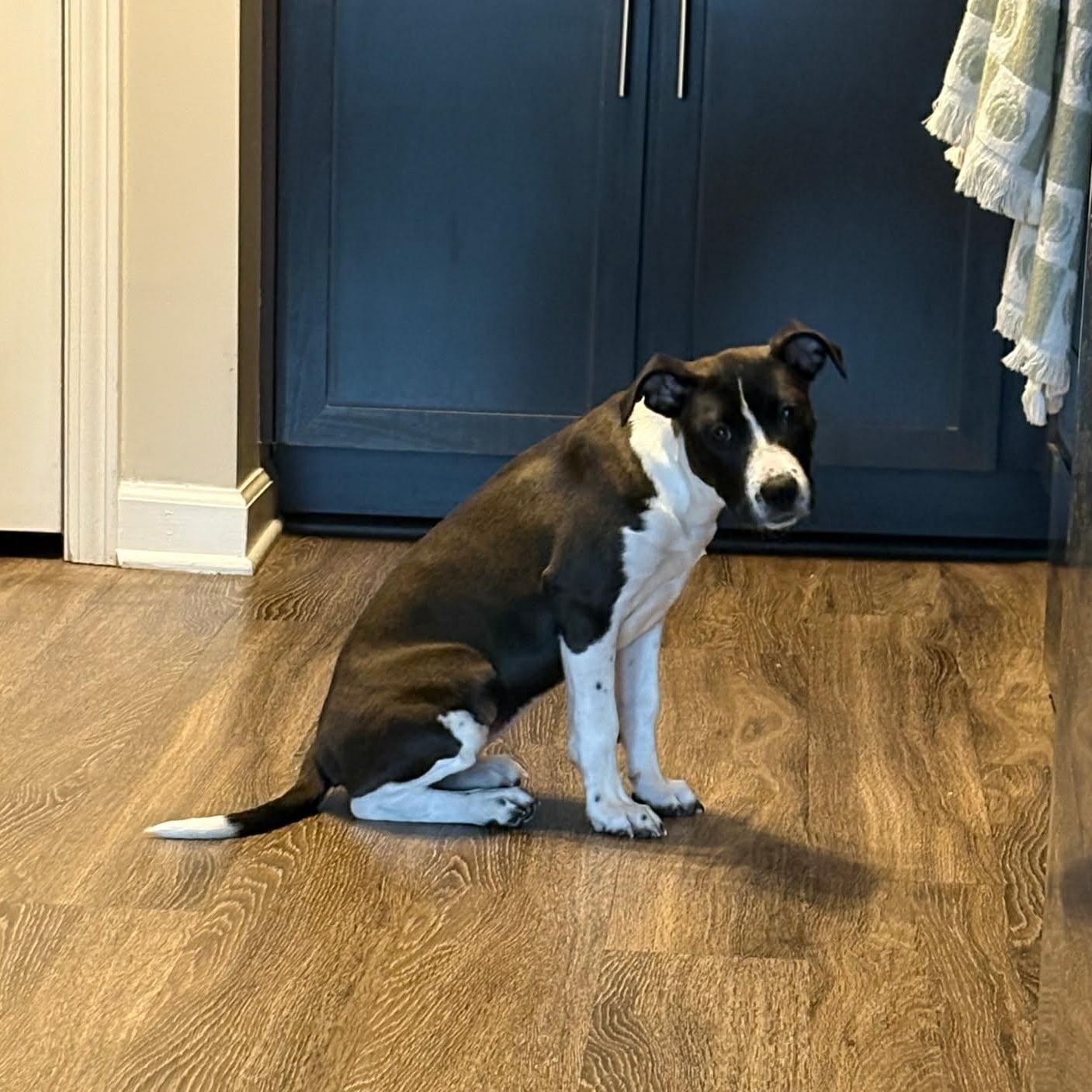 Penelope - in foster home , adopted, Young Female Mixed Breed.