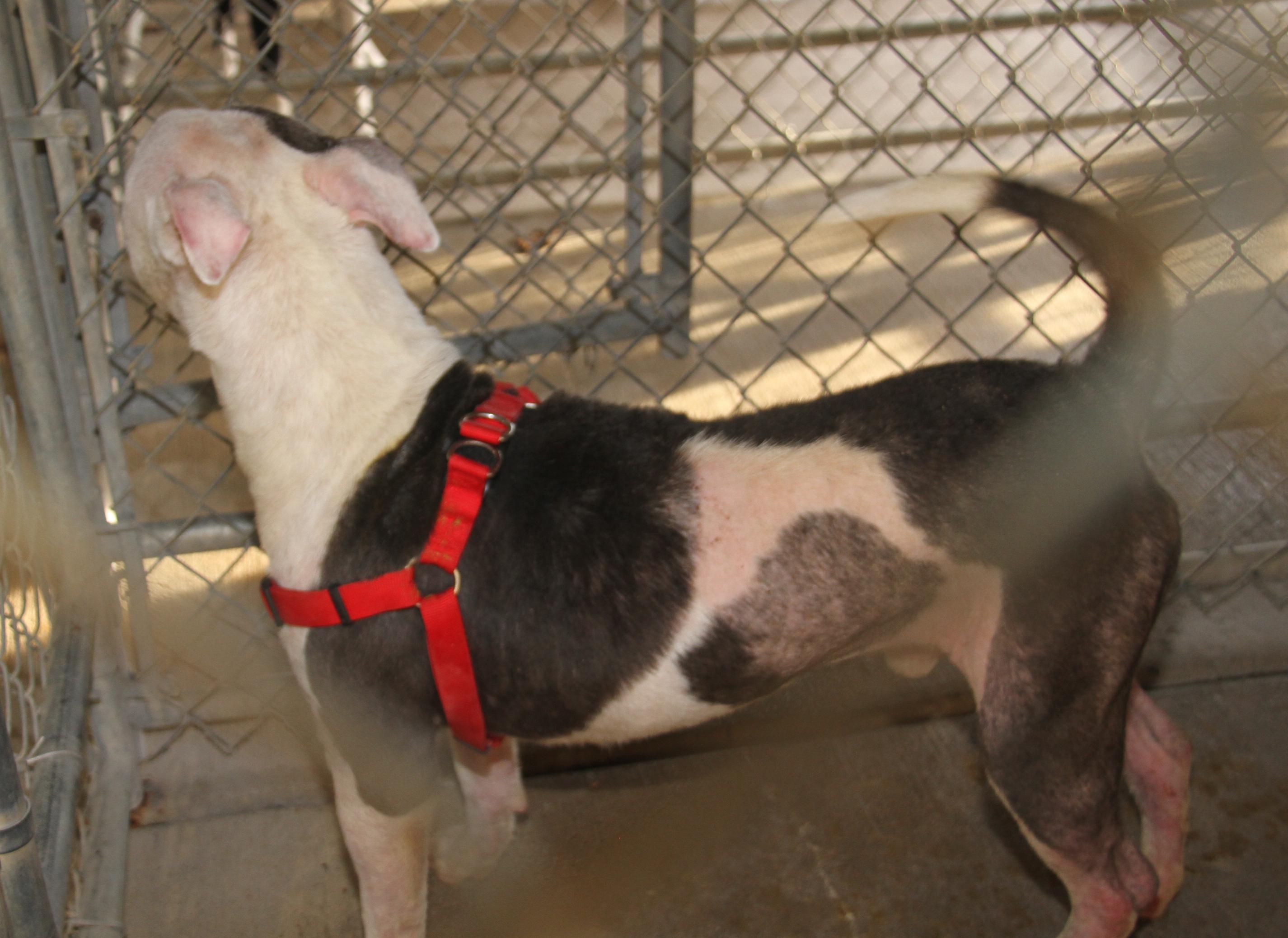 Moto Moto thumbnail 3