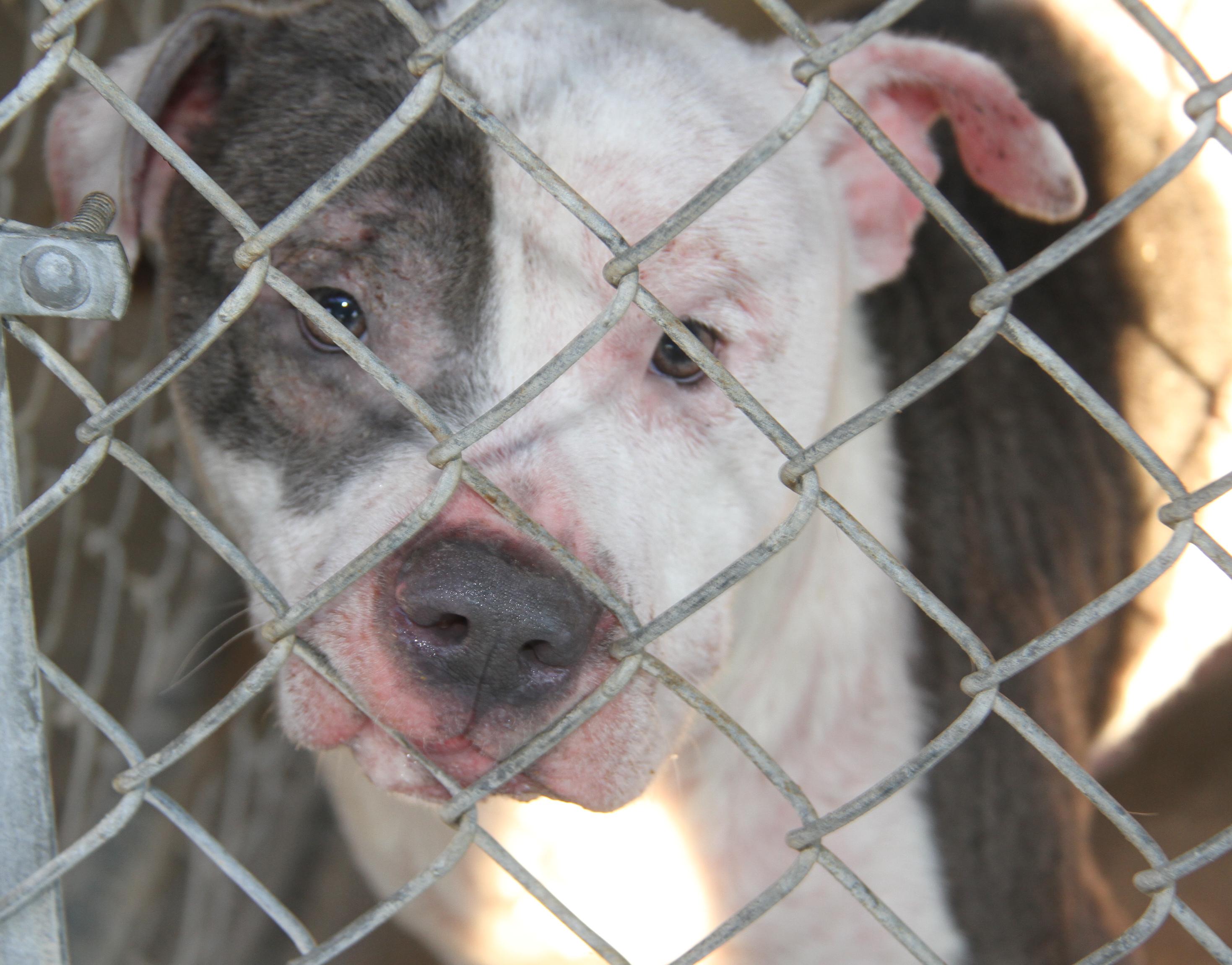 Moto Moto thumbnail 4