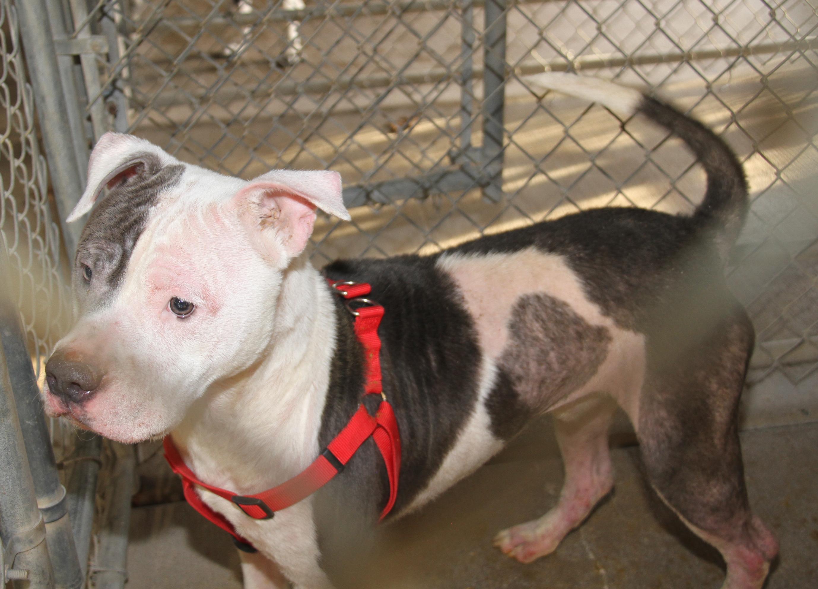 Moto Moto thumbnail 5