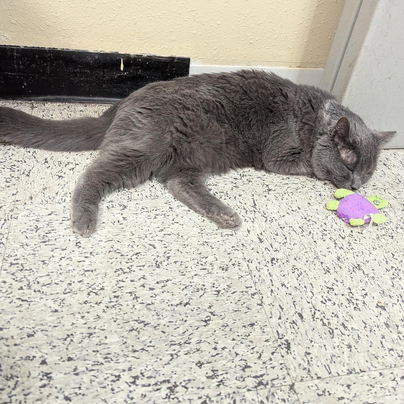 Enlarge Mikey, a ADOPTABLE Russian Blue in Annapolis, MD image 2/2