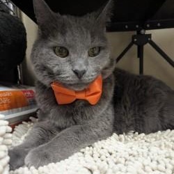 Enlarge Mikey, an adoptable Russian Blue in Annapolis, MD image 1/3