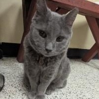 Mikey, ADOPTABLE, Senior Male Russian Blue.