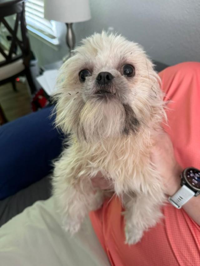 Enlarge Gidget, a ADOPTABLE Shih Tzu in Williamsburg, VA image 1/5
