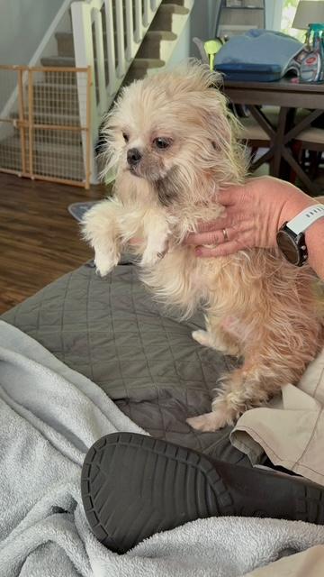 Enlarge Gidget, a ADOPTABLE Shih Tzu in Williamsburg, VA image 2/5