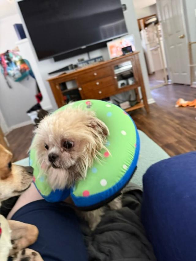 Enlarge Gidget, a ADOPTABLE Shih Tzu in Williamsburg, VA image 5/5