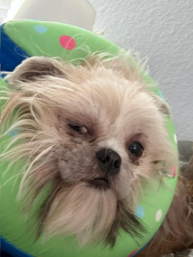 Enlarge Gidget, a ADOPTABLE Shih Tzu in Williamsburg, VA image 3/5
