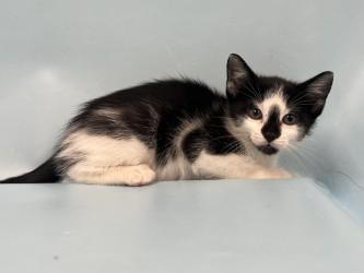 NSYNC, Adoptable, Kitten Female Domestic Short Hair & Domestic Short Hair.