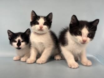 Enlarge NSYNC, a Adoptable mixed breed in Golden Valley, MN image 2/2