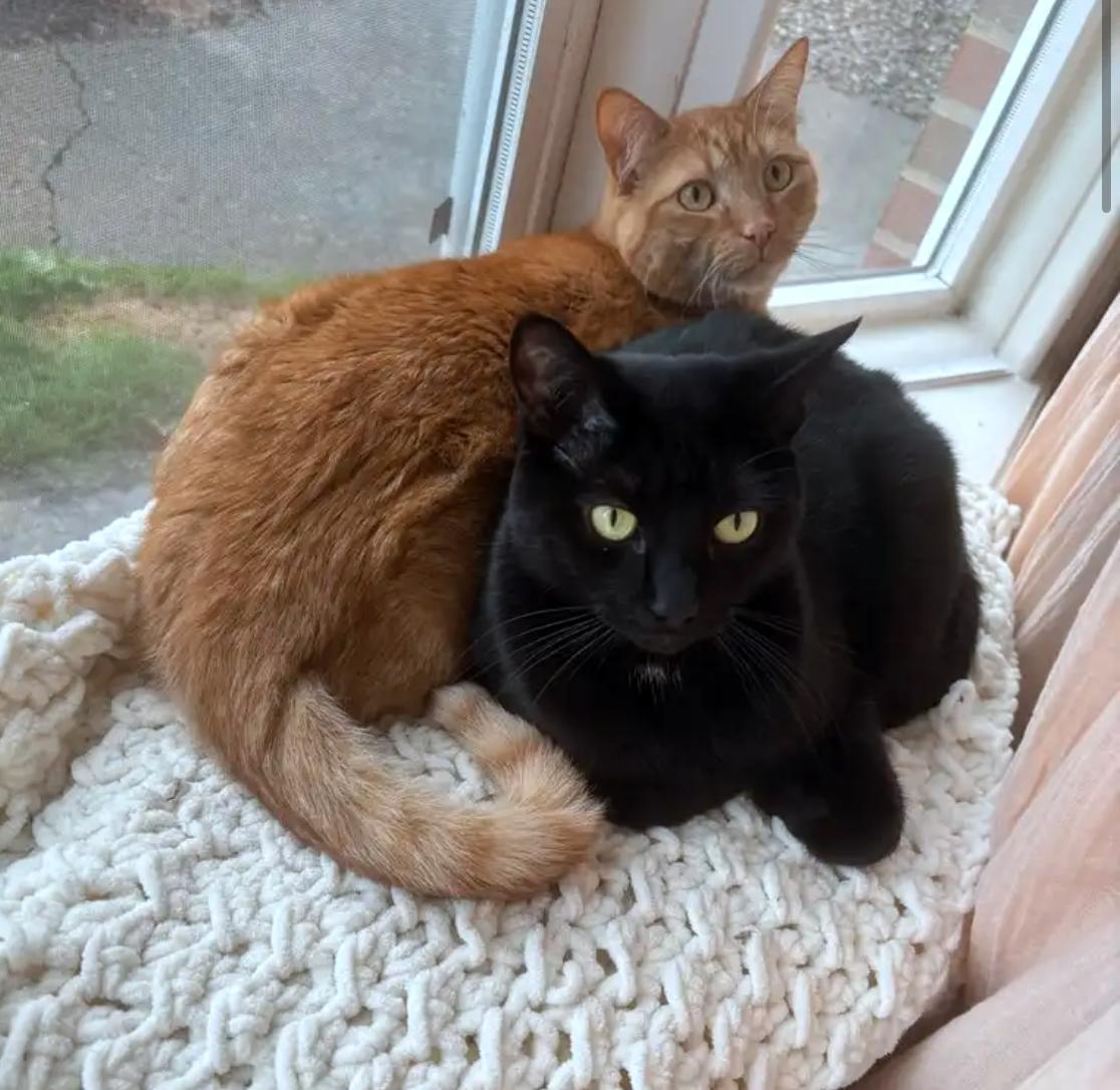 Killian & Dusty #1916 - Offered by Owner - Bonded, a Adoptable mixed breed in Hillsboro, OR image 1/3