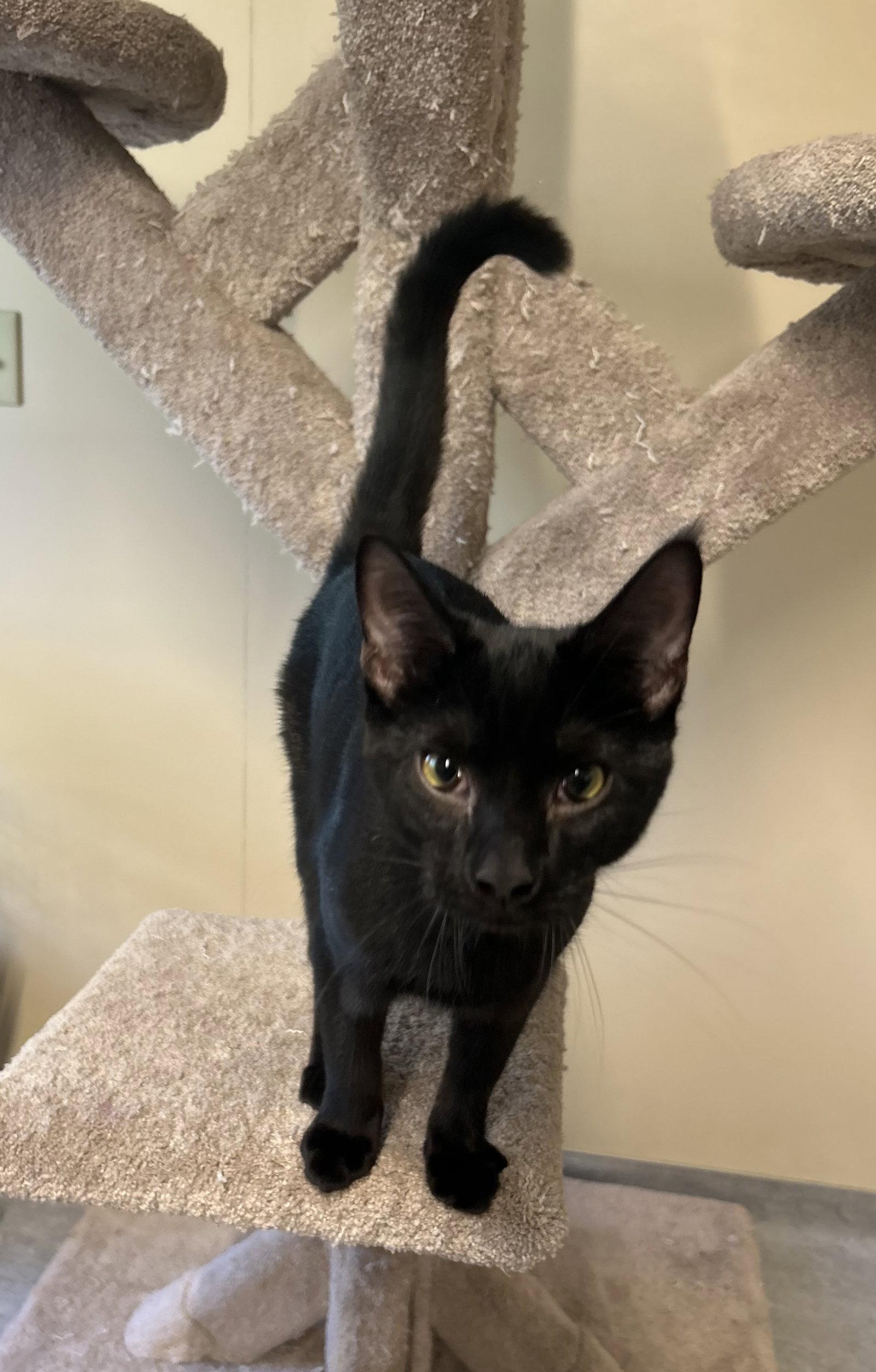 Enlarge Willy, a Adopted Domestic Short Hair in Arlington, VT image 1/3