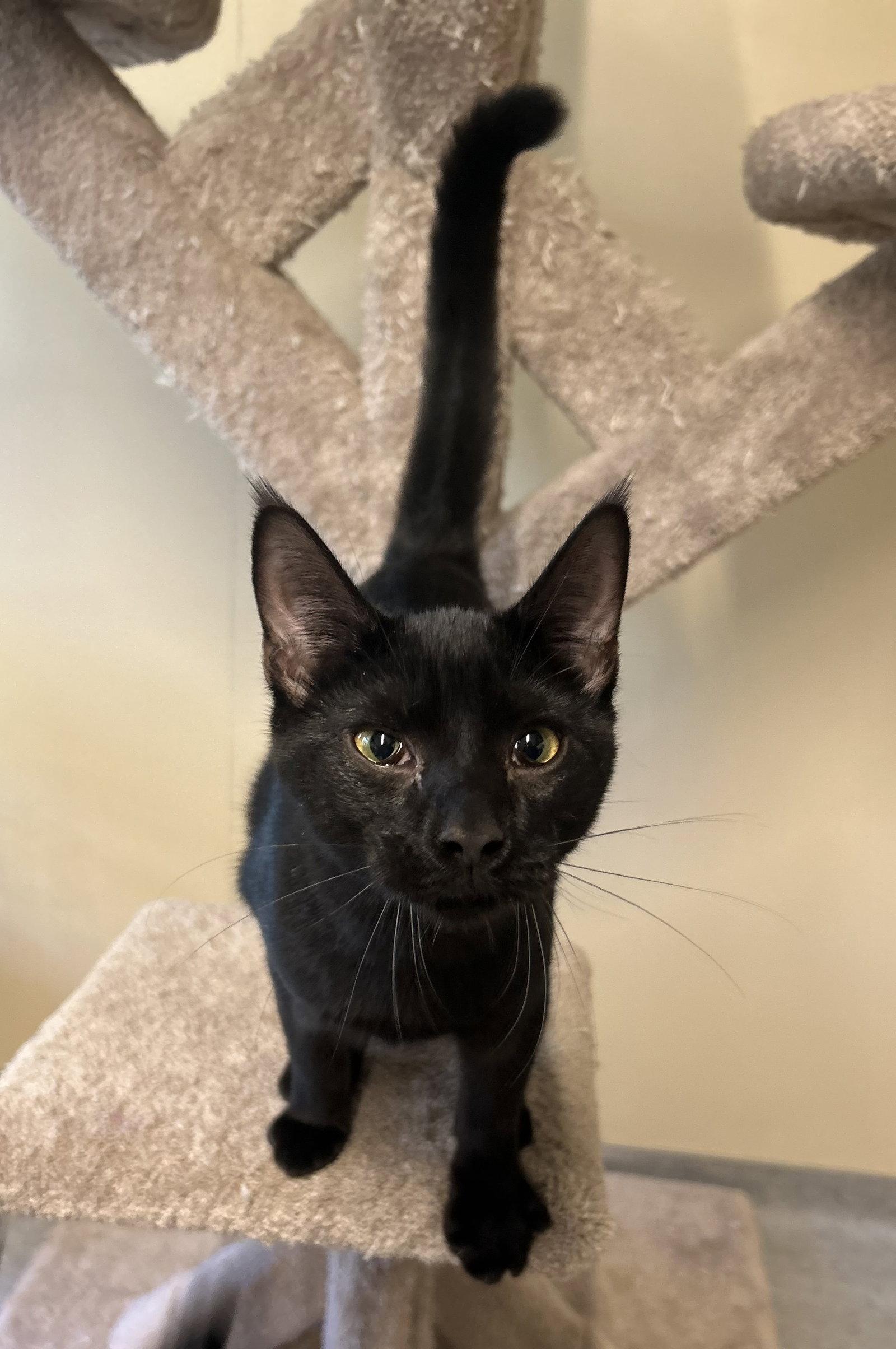 Enlarge Willy, a Adopted Domestic Short Hair in Arlington, VT image 2/3