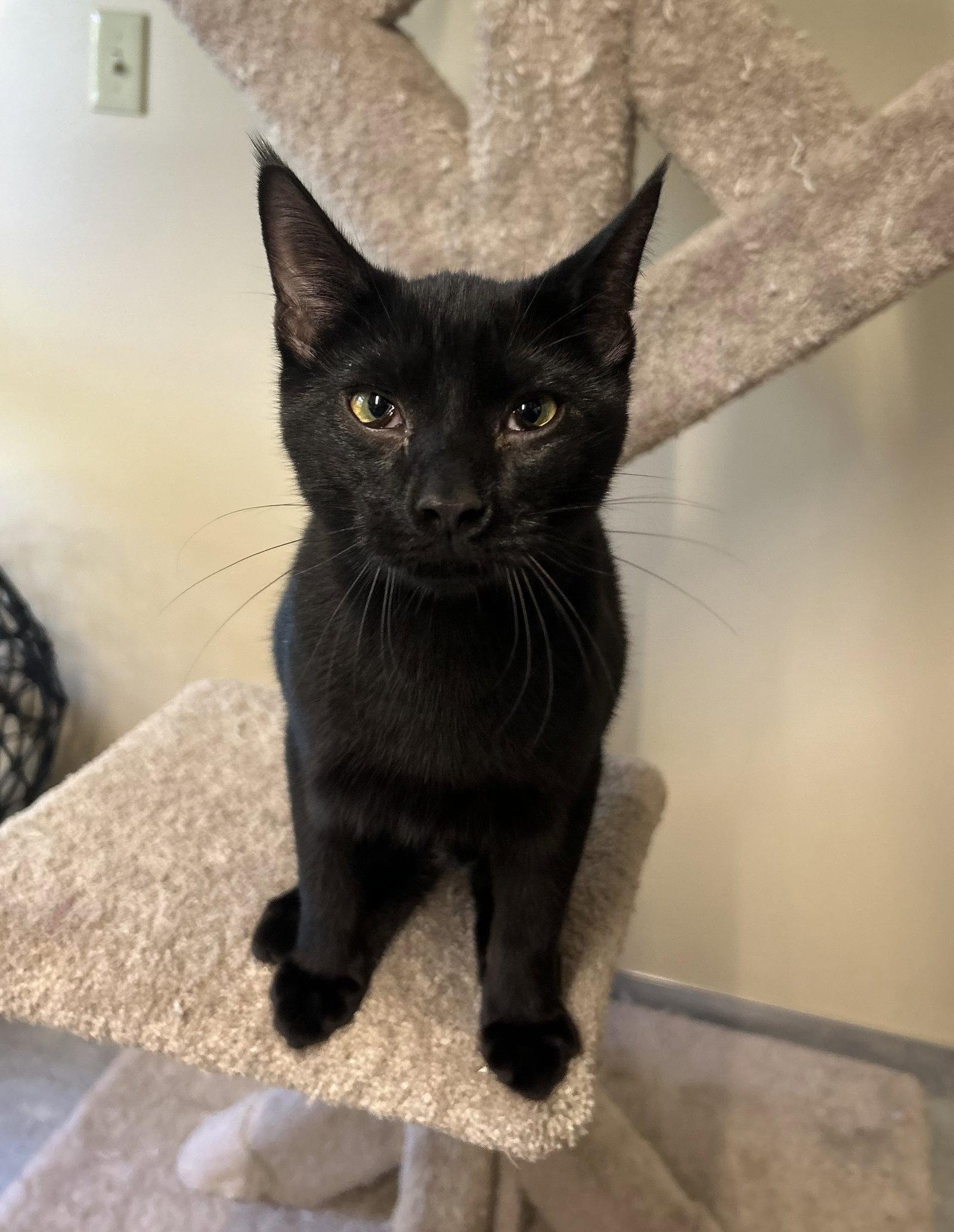 Enlarge Willy, a Adopted Domestic Short Hair in Arlington, VT image 3/3
