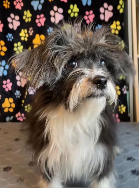 Enlarge Edna Mae, a Adoptable Lhasa Apso in Memphis, TN image 4/4