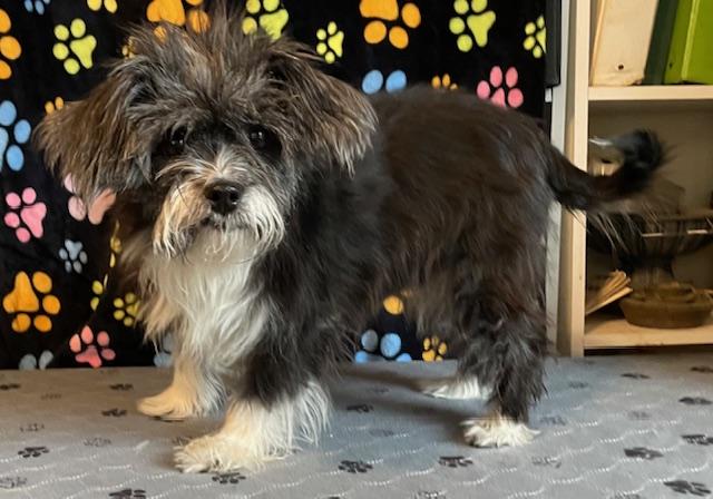 Enlarge Edna Mae, a Adoptable Lhasa Apso in Memphis, TN image 3/4