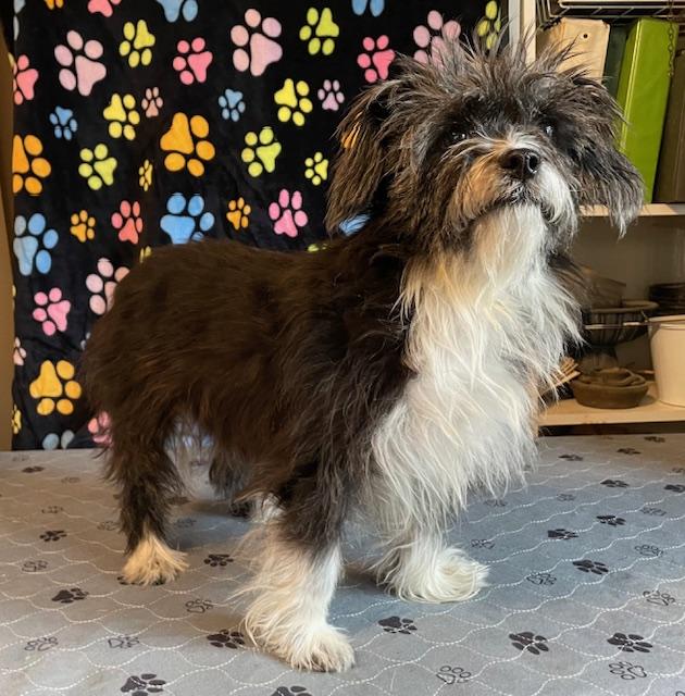 Enlarge Edna Mae, a Adoptable Lhasa Apso in Memphis, TN image 2/4