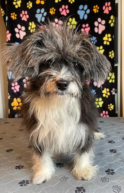 Enlarge Edna Mae, a Adoptable Lhasa Apso in Memphis, TN image 1/4