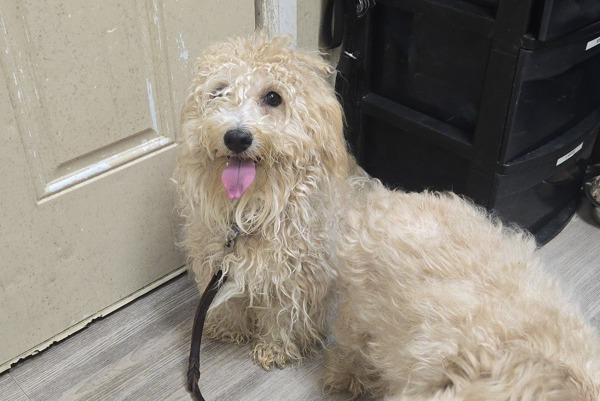 Montage, Adoptable, Adult Male Maltipoo.