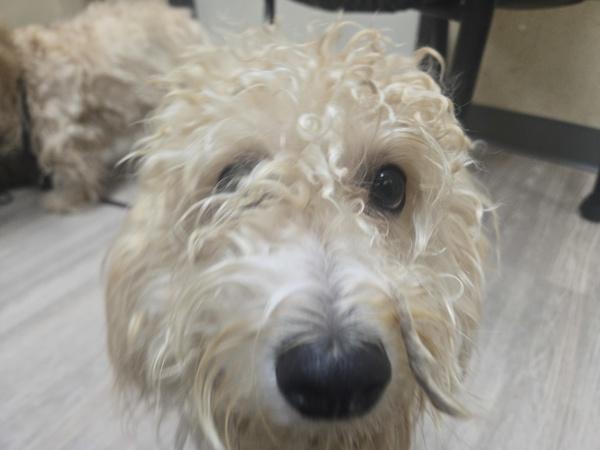 Enlarge Montage, a Adoptable mixed breed in Oceanside, CA image 2/2