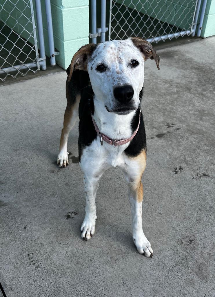 Freckles, Adoptable, Young Female Shepherd & Mixed Breed.