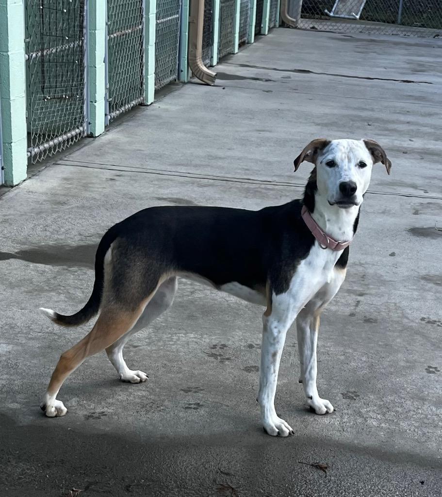 Freckles, Adoptable, Young Female Shepherd & Mixed Breed.