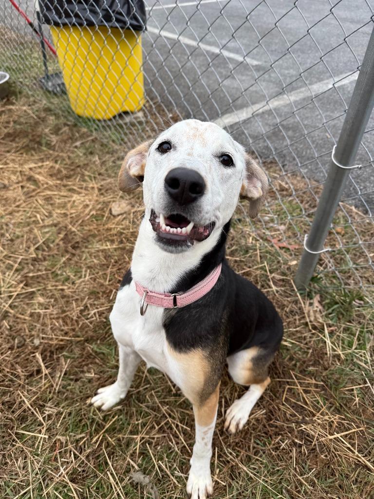 Enlarge Freckles, a Adoptable mixed breed in Blountville, TN image 2/6