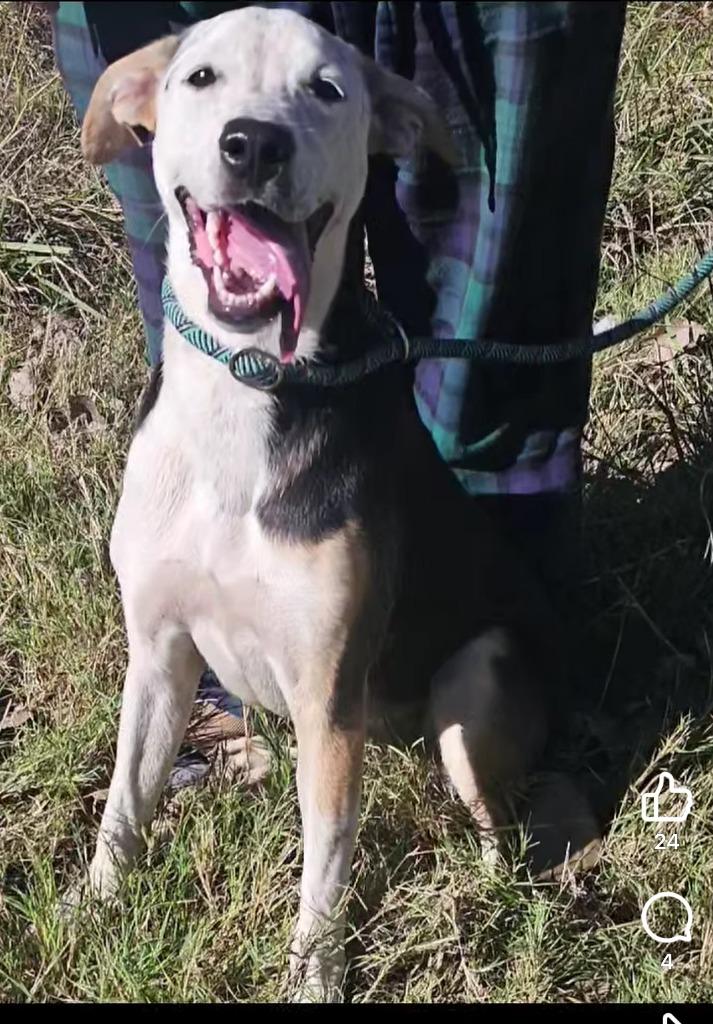 Enlarge Freckles, a Adoptable mixed breed in Blountville, TN image 3/6
