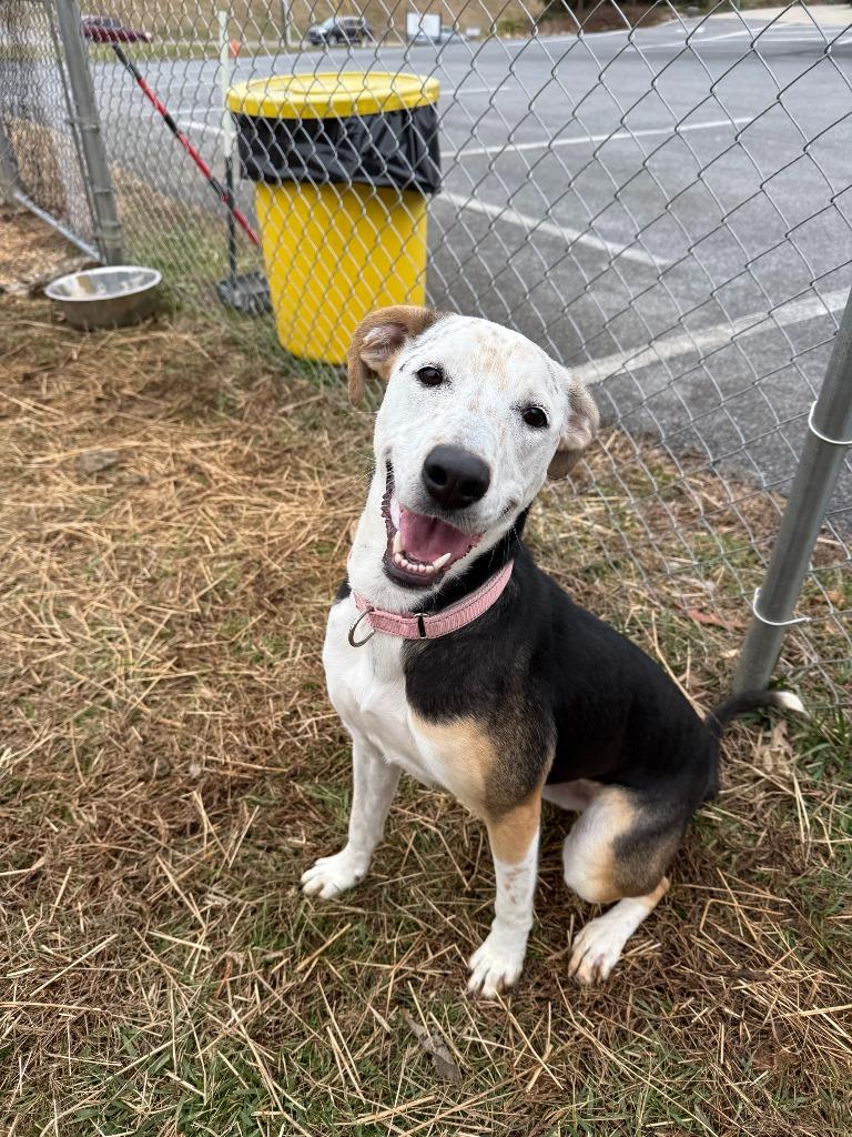 Enlarge Freckles, a Adoptable mixed breed in Blountville, TN image 6/6