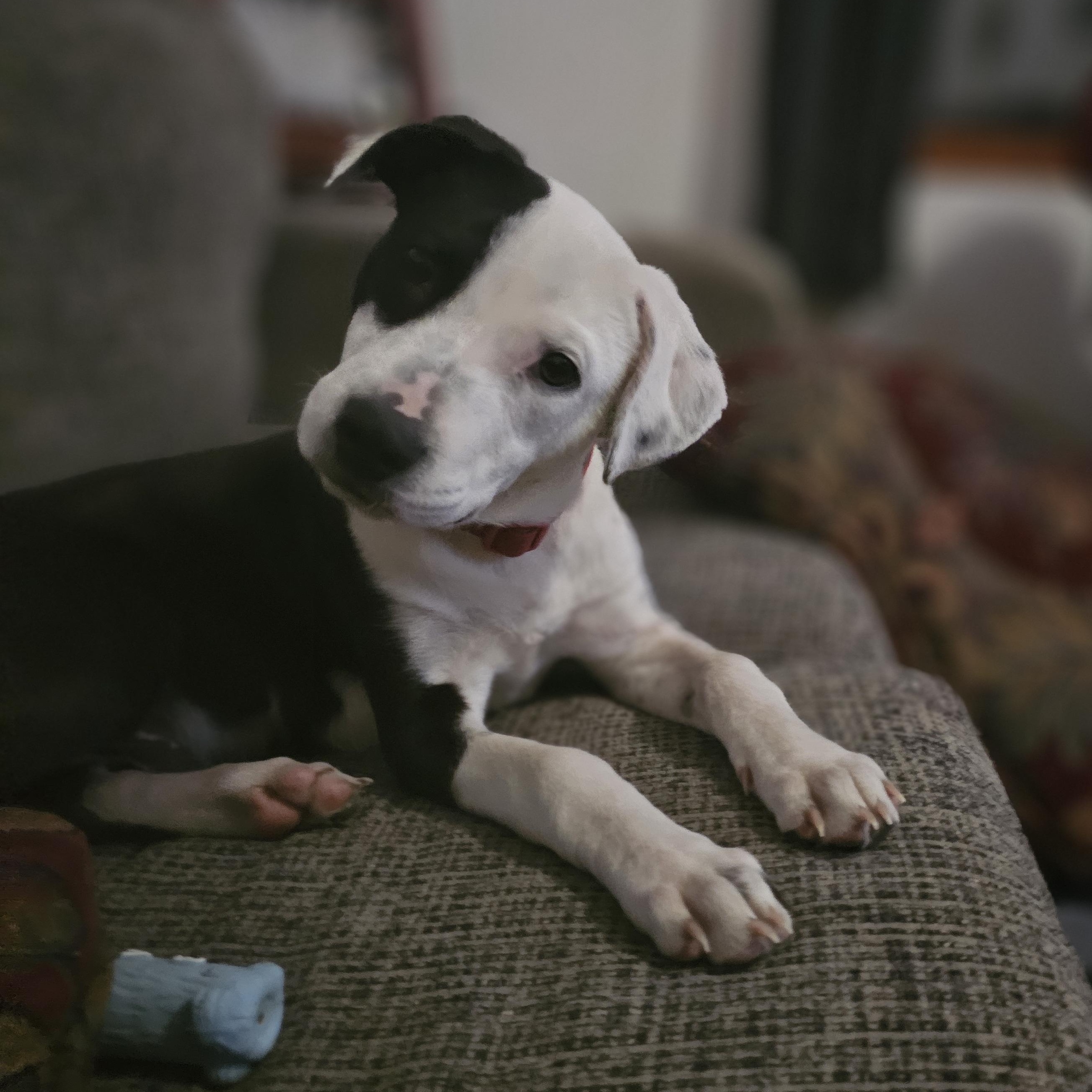 Snoopy, a Adoptable mixed breed in Tabor City, NC image 1/6