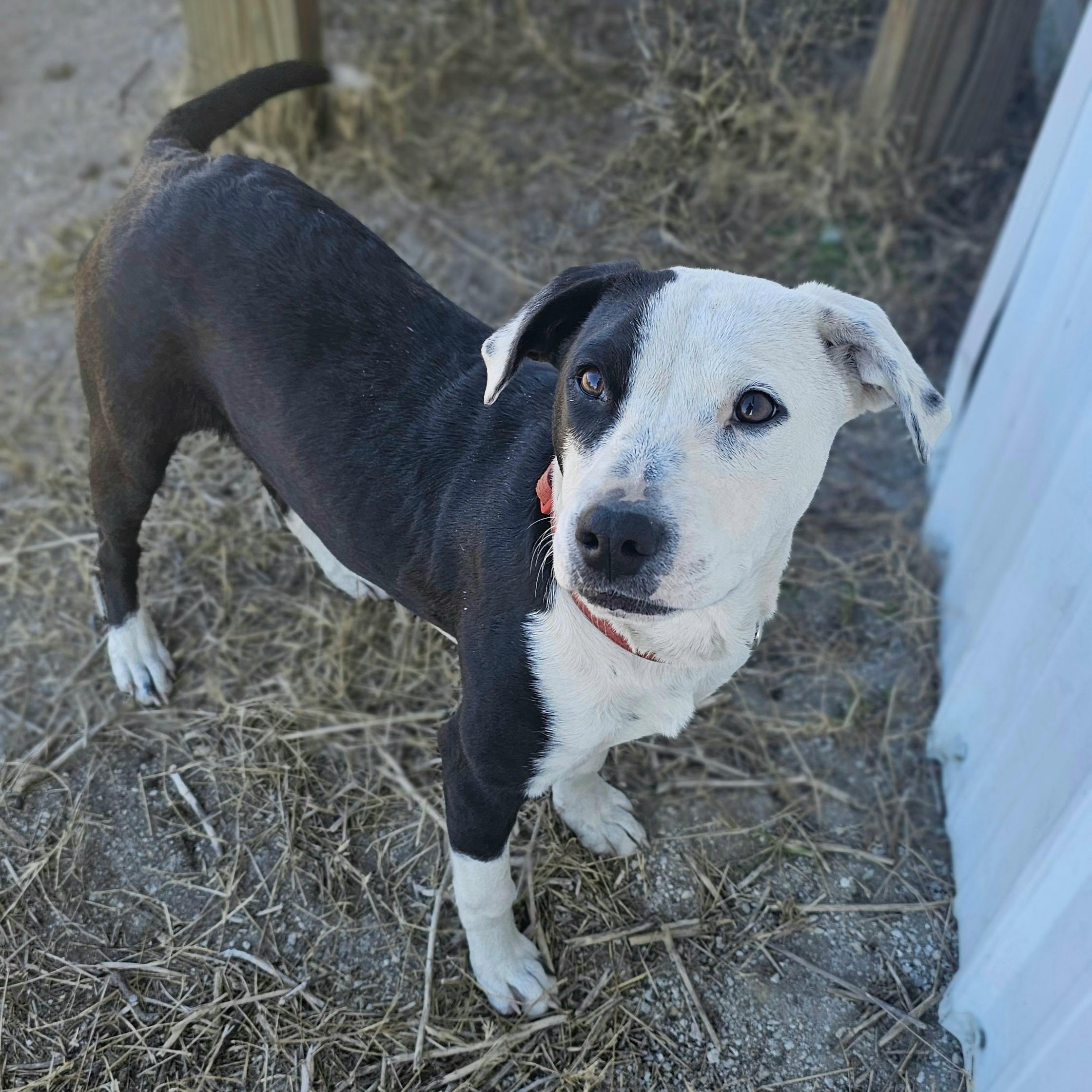 Enlarge Snoopy, an adopted mixed breed in Tabor City, NC image 4/6