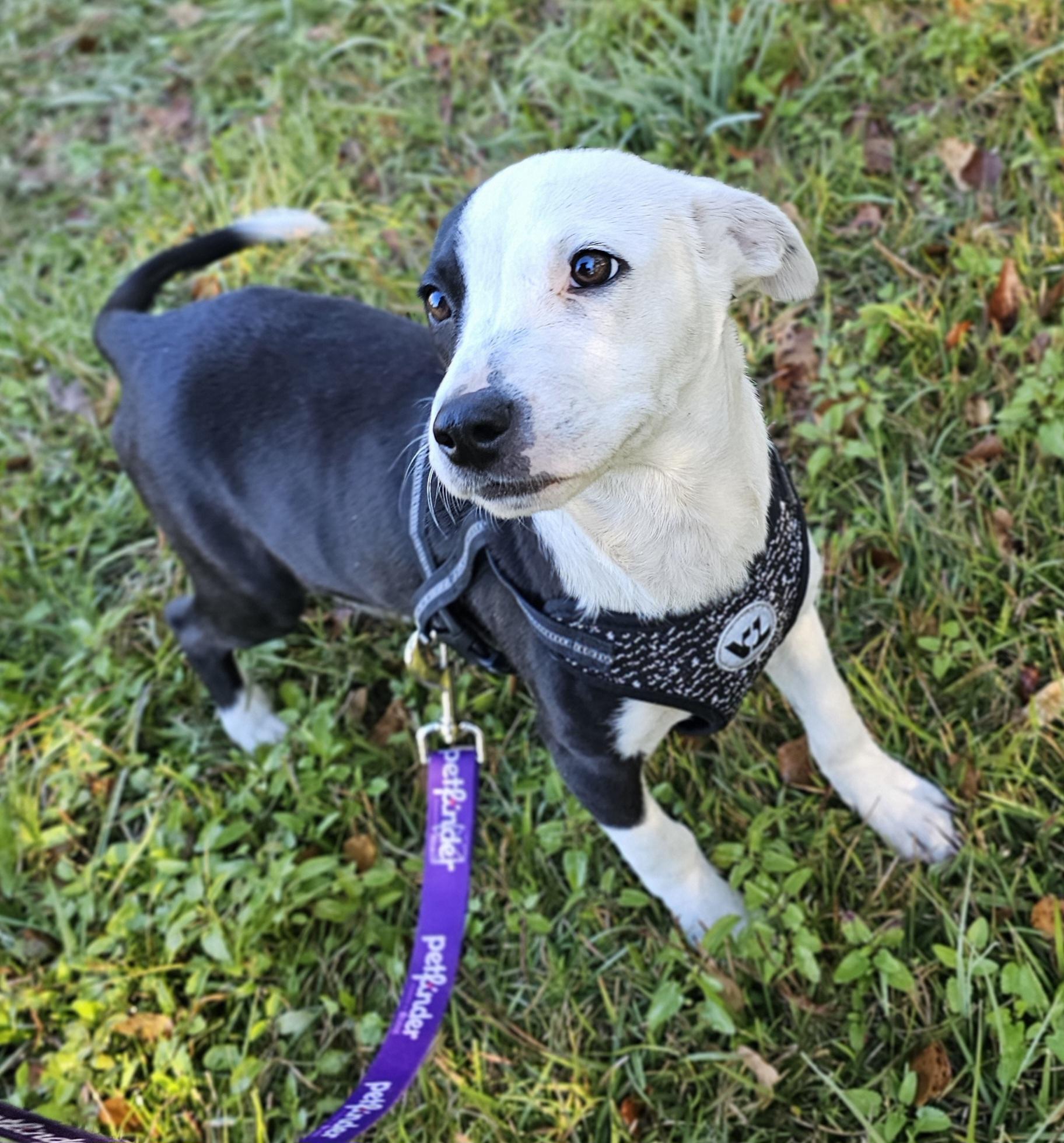 Snoopy, a Adoptable mixed breed in Tabor City, NC image 2/6