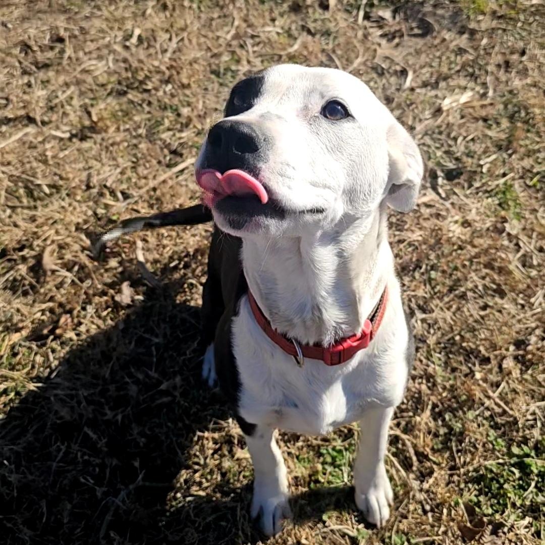 Enlarge Snoopy, an adopted mixed breed in Tabor City, NC image 5/6