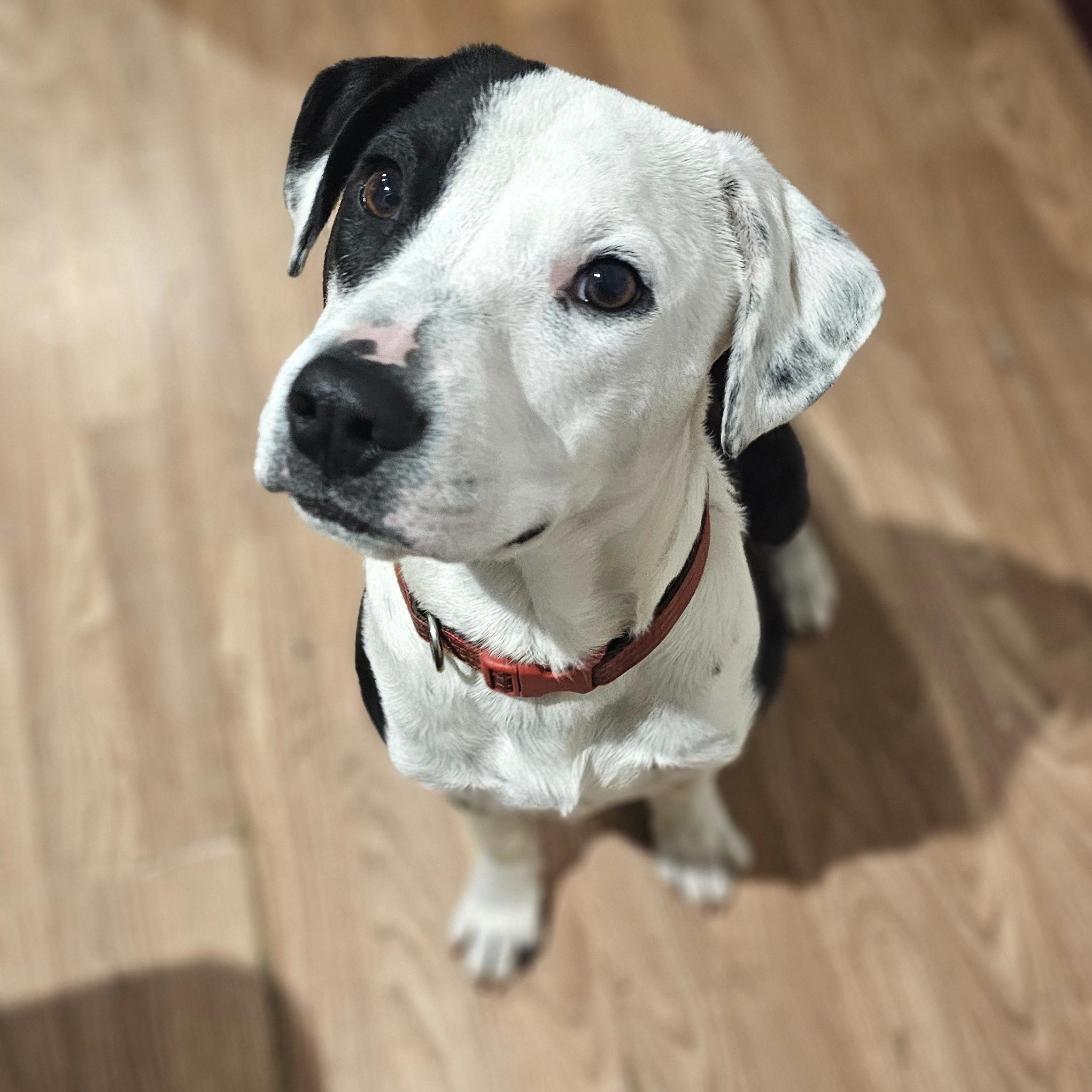 Enlarge Snoopy, an adopted mixed breed in Tabor City, NC image 1/6