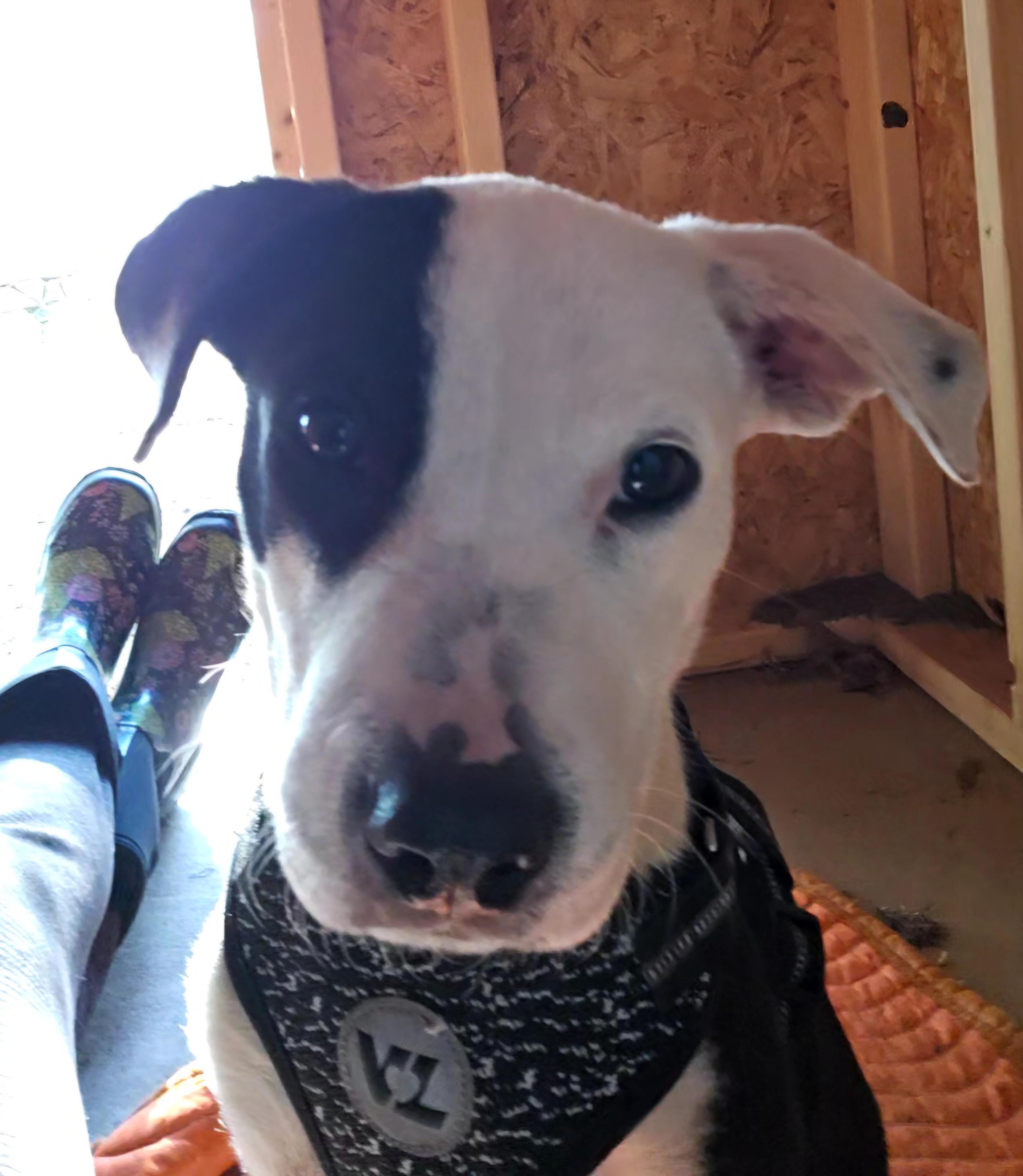 Snoopy, a Adoptable mixed breed in Tabor City, NC image 3/6