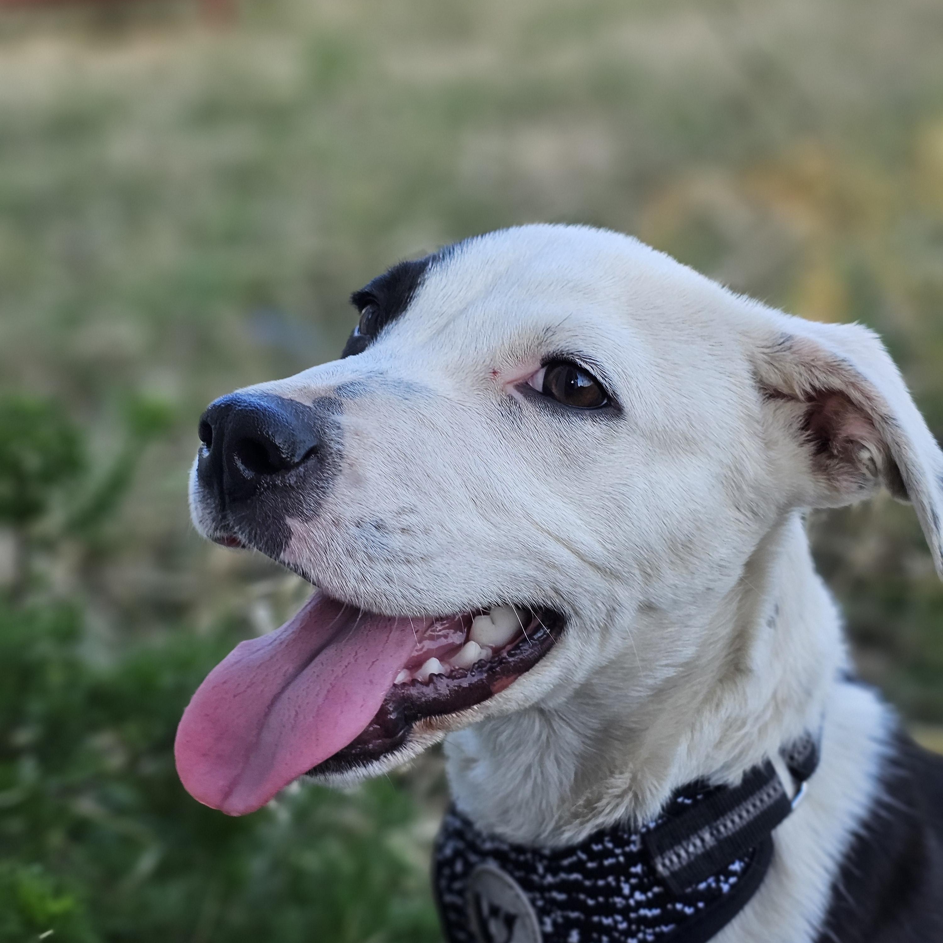 Snoopy, a Adoptable mixed breed in Tabor City, NC image 4/6