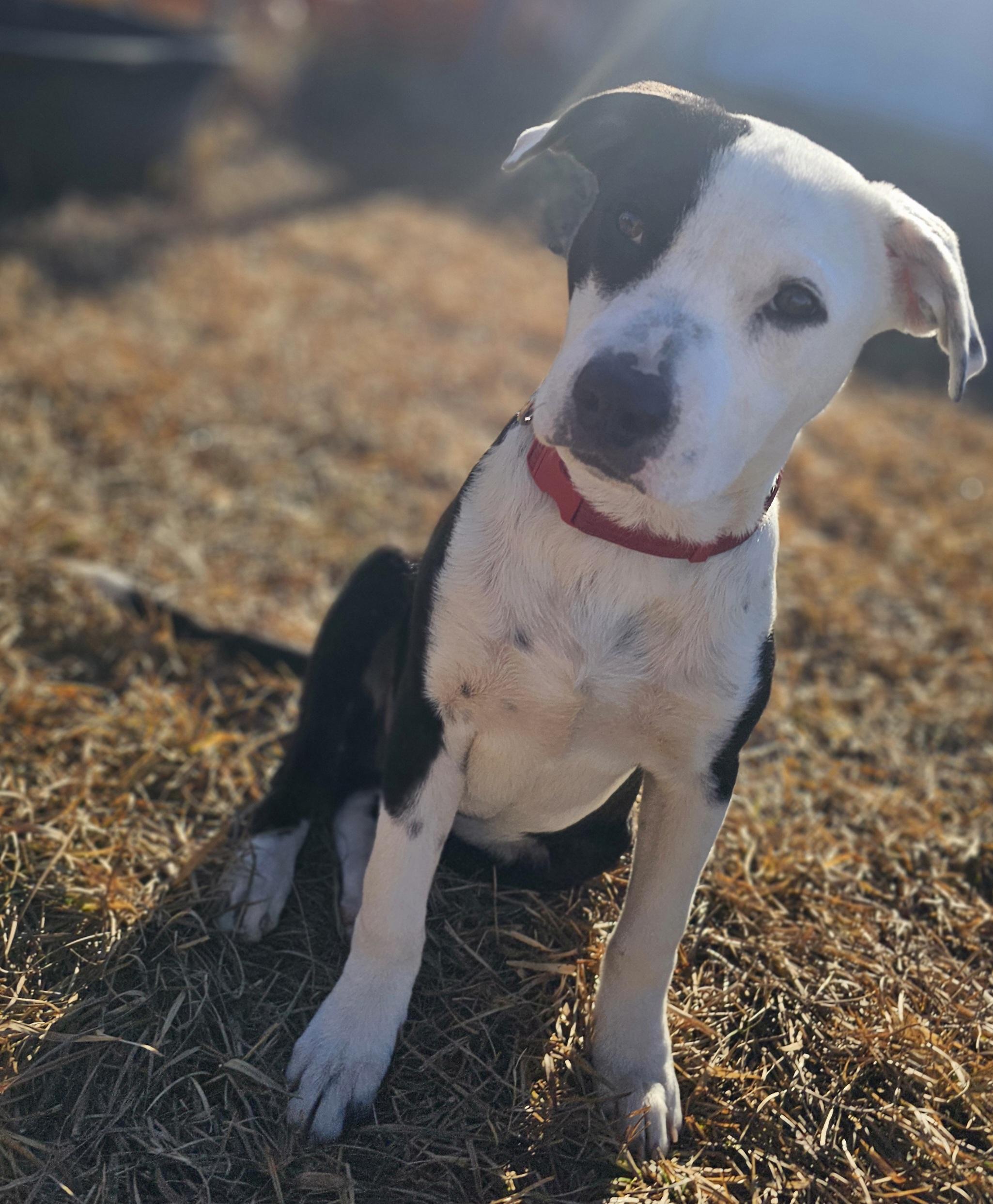 Snoopy, a Adoptable mixed breed in Tabor City, NC image 5/6
